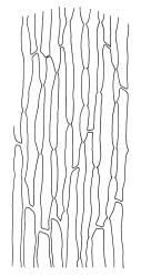 Holomitrium perichaetiale, lower laminal cells. Drawn from A.J. Fife 7473, CHR 406880.
 Image: R.C. Wagstaff © Landcare Research 2018 